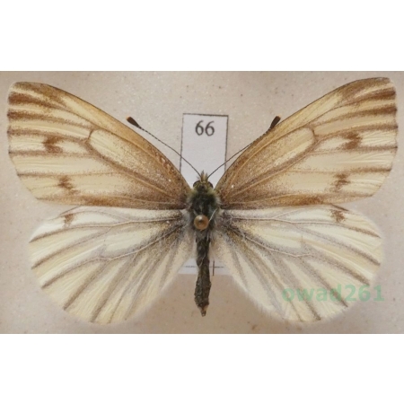 Pieris bryoniae (Hübner, 1806) female Bielinek bryonie Slovakia66